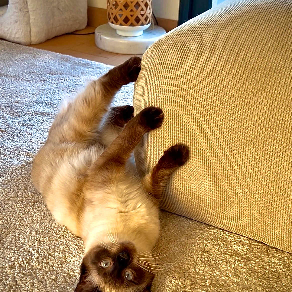 Yumie participe au concours pour gagner de l'argent avec cette photo : cat, siamese_cat, carpet, couch, indoor, home, pet, playful, furniture, cozy, light, paw, upside_down, curious, texture, relaxing, animal, mammal, whiskers, ears