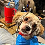 dog, pet, indoor, blue_shirt, curious, brown_eyes, floppy_ears, collar, red_collar, furniture, beverage_cup, table, person, jeans, casual, cozy, living_space, indoor_lighting, relaxed, close_up