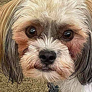 Oscar is registered to the contest to win money with this photo: dog, close_up, pet, fluffy, fur, brown, white, black_nose, carpet, indoor, collar, tag, cute, animal, face, ears, small_dog, looking, portrait, domestic_animal