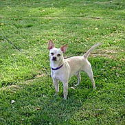 Buddy joined the competition — help win amazing prizes! dog, grass, outdoor, pet, canine, collar, animal, green, nature, small_dog, alert, standing, ears_up, tail_wagging, yard, sunlight, daytime, mammal, cute, domestic_animal