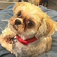 Peanut is registered to the contest to win money with this photo: animal, close_up, companion, curious_expression, cute, denim, dog, domestic_animal, eyes, face, fluffy_fur, fur, indoor, mammal, nose, pet, red_collar, resting, small_dog, whiskers