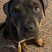Jax is registered to the contest to win money with this photo: puppy, dog, close_up, carpet, brown_fur, tan_paws, cute, pet, indoor, animal, young_dog, looking_up, sitting, curious, portrait, furry, domestic_animal, companion, adorable, canine
