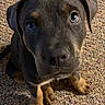 puppy, dog, close_up, carpet, brown_fur, tan_paws, cute, pet, indoor, animal, young_dog, looking_up, sitting, curious, portrait, furry, domestic_animal, companion, adorable, canine