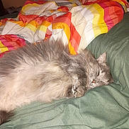 Paisley Ann joined the competition — help win amazing prizes! animal, bed, blanket, cat, comforter, cozy, cute, domestic_animal, feline, fluffy, fur, grey, home, indoor, pet, relaxing, resting, sleep, sleeping, soft