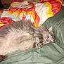 animal, bed, blanket, cat, comforter, cozy, cute, domestic_animal, feline, fluffy, fur, grey, home, indoor, pet, relaxing, resting, sleep, sleeping, soft