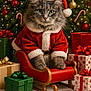 Paisley Ann joined the competition — help win amazing prizes! candy_canes, cat, celebration, christmas, christmas_tree, cute, decorations, festive, fluffy_cat, gift_boxes, gray_cat, holiday, indoor, ornaments, pet, presents, santa_claus_costume, seasonal, sleigh, winter
