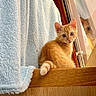 cat, kitten, orange_tabby, reflection, wooden_ledge, towel, indoor, curious, pet, animal, feline, cozy, window, looking_at_camera, soft_light, close_up, young_cat, domestic_animal, cute, resting