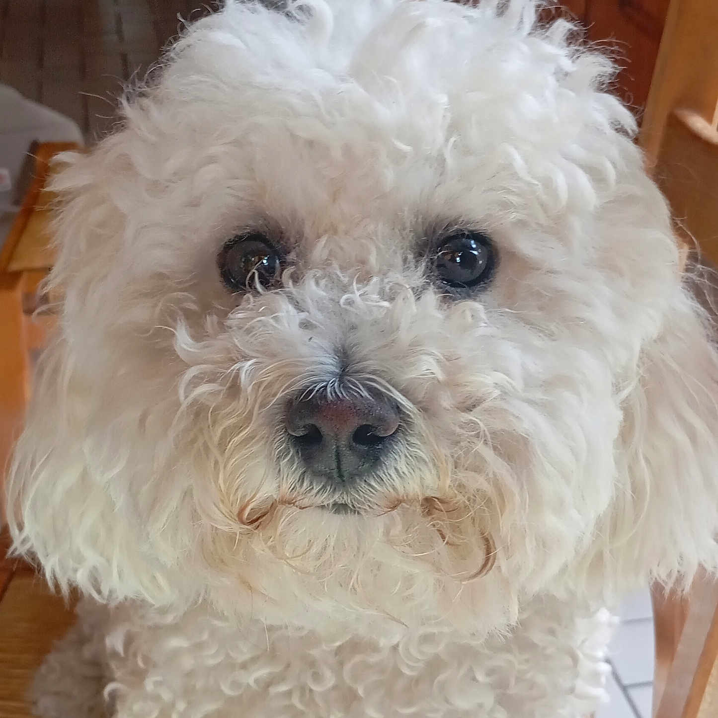 Popy a rejoint le concours — aidez-le/la à gagner de superbes lots ! animal, canine, chair, close_up, companion, curly_fur, cute, dog, domestic_animal, eyes, fluffy, fur, indoor, looking, nose, pet, portrait, sitting, white_dog, wooden_chair