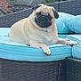 dog, pug, outdoor, sofa, cushion, wicker_furniture, brick_wall, barbecue_grill, greenery, pet, relaxed, canine, animal, summer, backyard, resting, cute, light_brown, short_hair, portrait