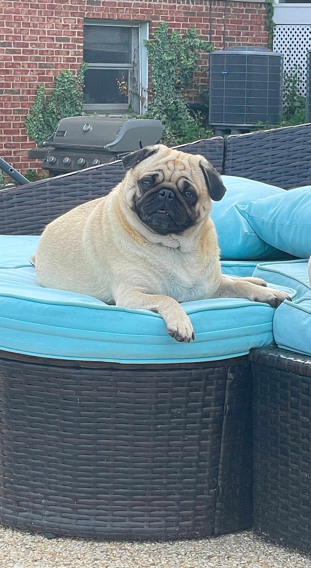 Lil Dude