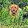 Hooch