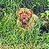 Hooch