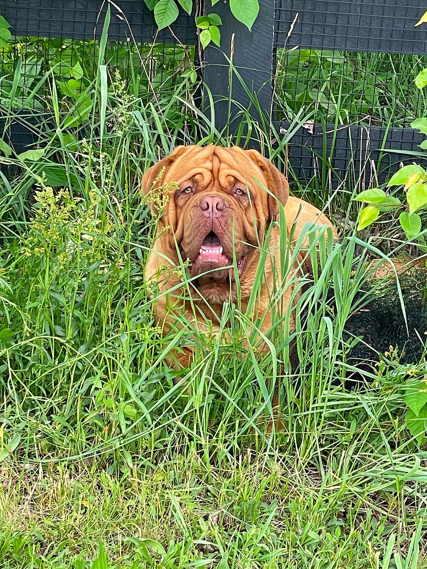 Hooch joined the competition — help win amazing prizes! dog, grass, outdoor, greenery, fence, plant, nature, pet, animal, canine, wrinkled_face, brown_dog, tongue_out, leaf, garden, summer, daylight, closeup, muzzle, expression
