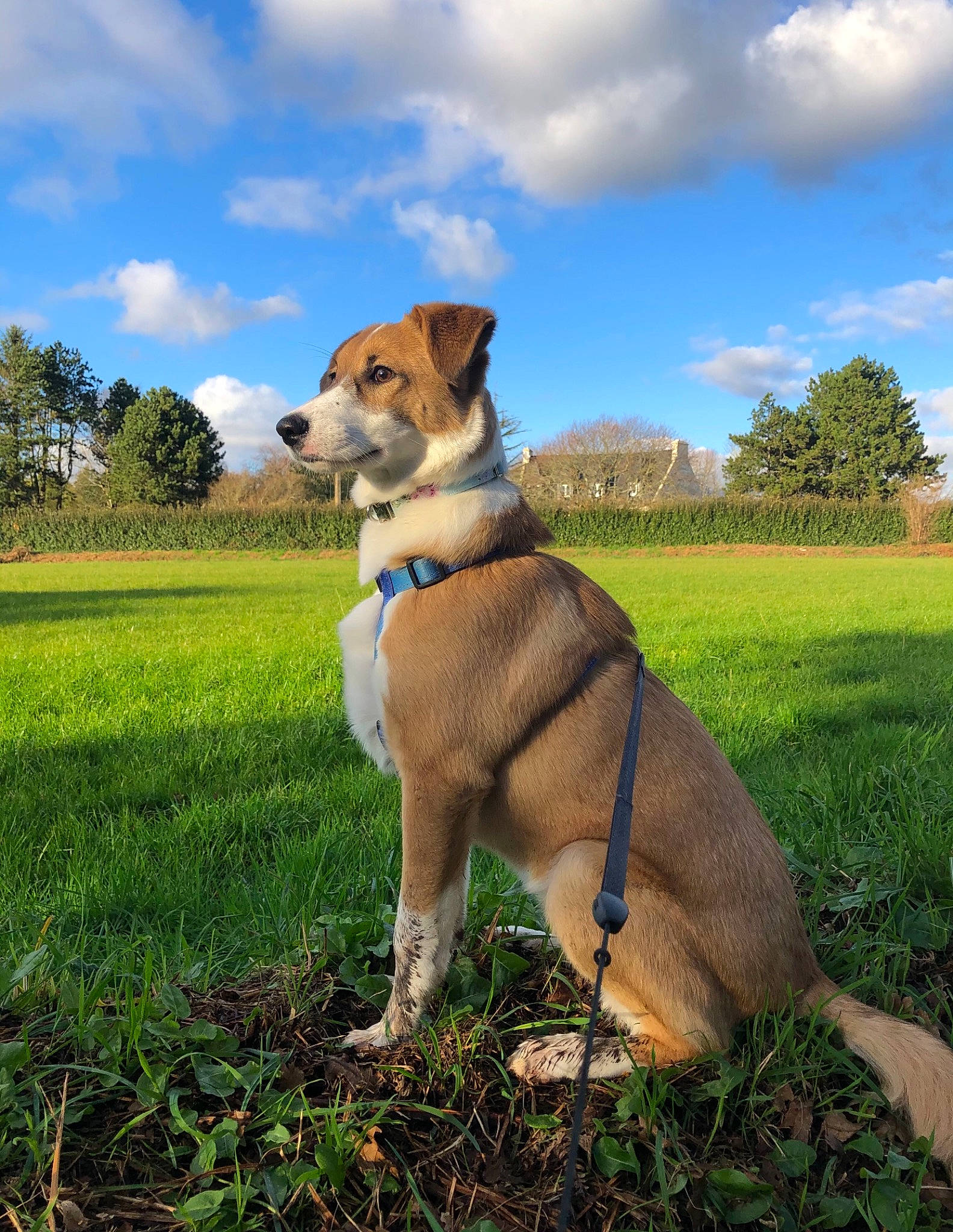 Naya participe au concours pour gagner de l'argent avec cette photo : canidae, carnivore, collar, companion_dog, cumulus, dog, dog_breed, dog_collar, fawn, field, grass_family, grassland, leash, mammal, meadow, pasture, pet_supply, snout, tail, working_animal