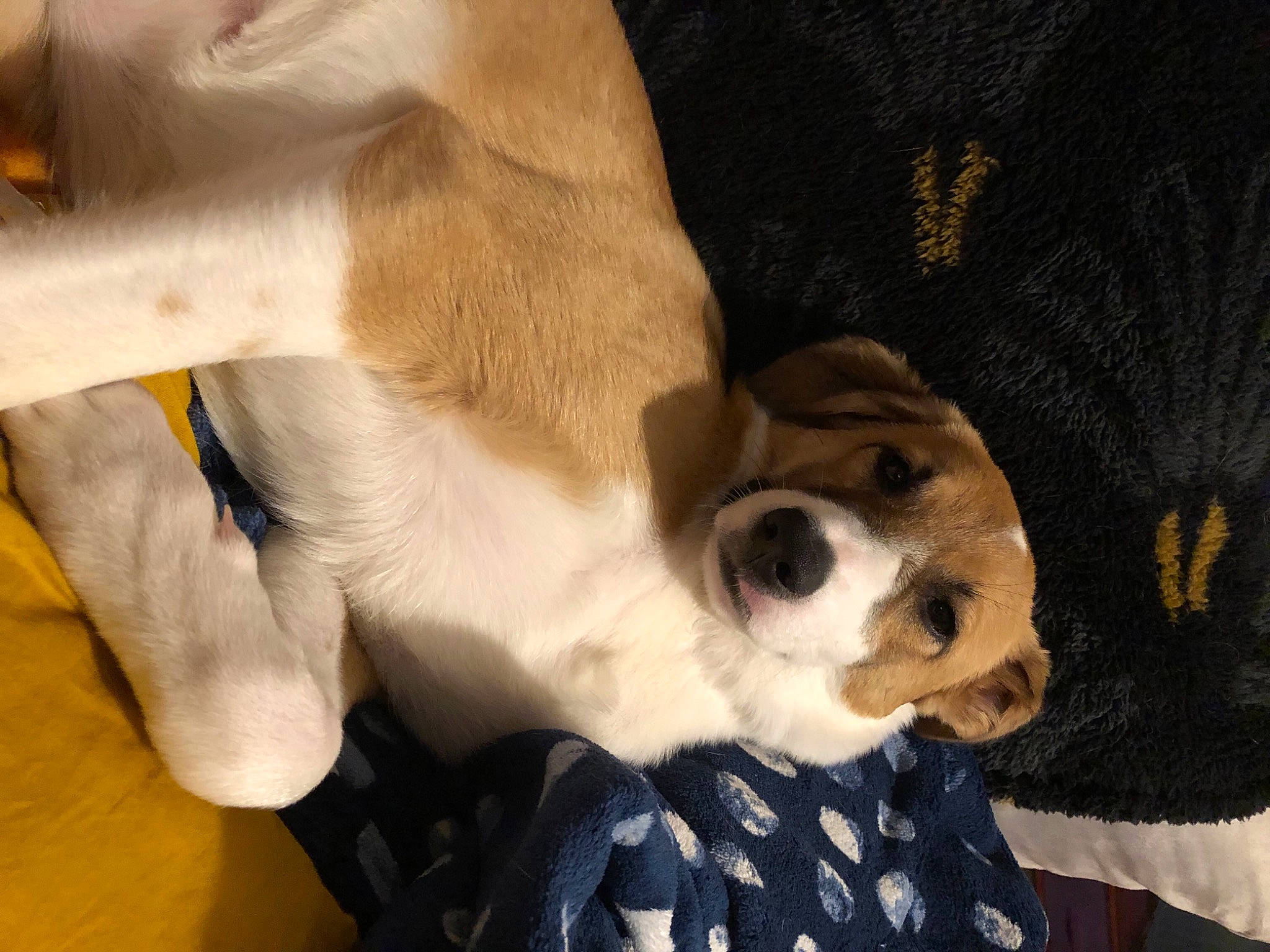 Naya a rejoint le concours — aidez-le/la à gagner de superbes lots ! beaglier, canidae, carnivore, companion_dog, dog, dog_breed, fawn, fur, puppy, snout, sporting_group, terrestrial_animal, vertebrate, whiskers, working_animal, working_dog