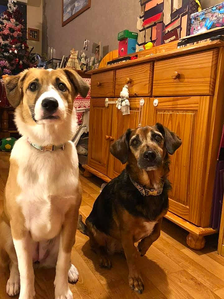 Naya participe au concours pour gagner de l'argent avec cette photo : cabinetry, carnivore, collar, cupboard, dog, dog_breed, drawer, floor, flooring, hardwood, home, interior_design, mammal, room, sporting_group, vertebrate, wood, wood_stain, working_animal