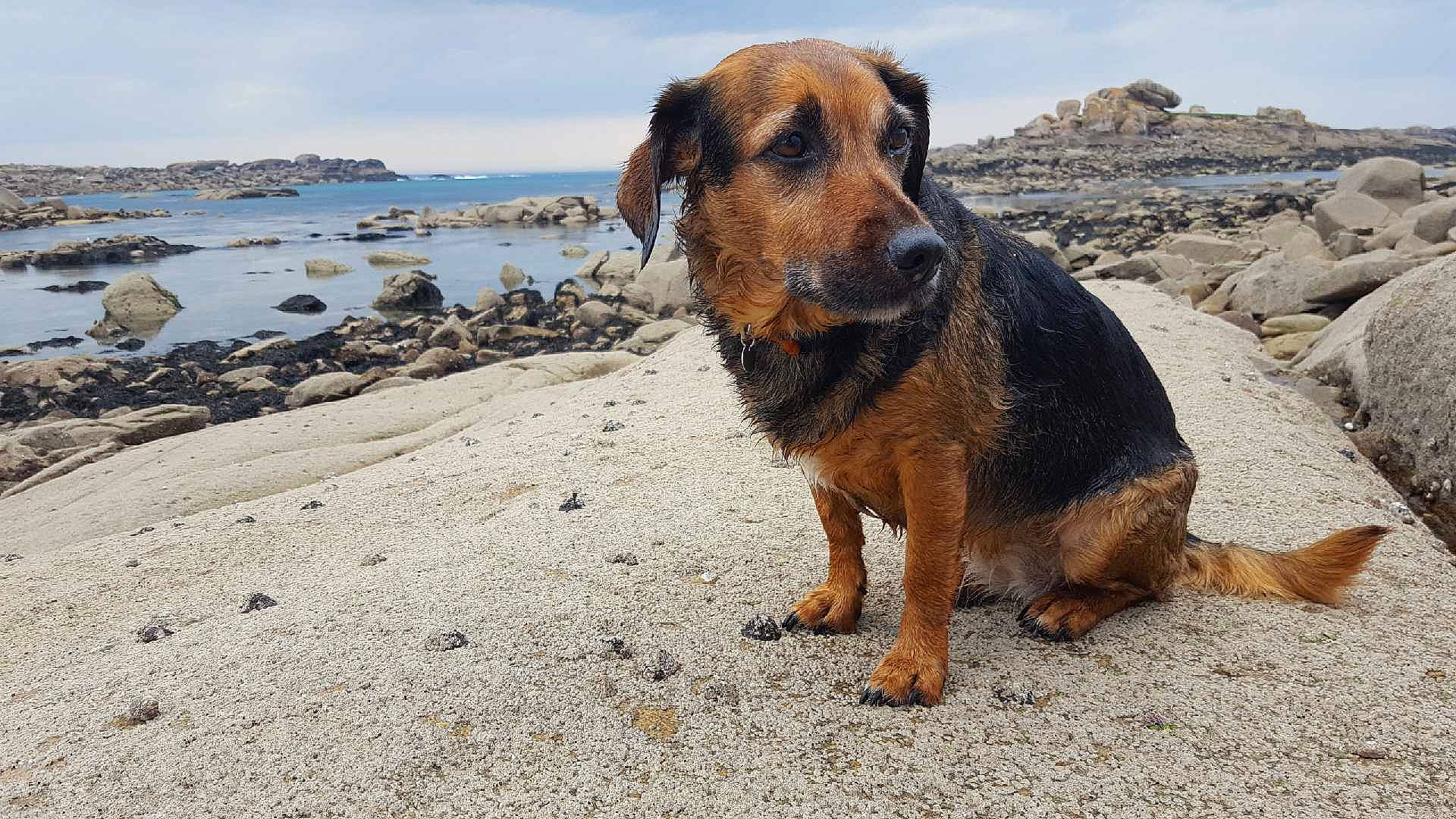 Ena participe au concours pour gagner de l'argent avec cette photo : canidae, carnivore, coast, dog, dog_breed, huntaway, hunting_dog, sand, styrian_coarse_haired_hound