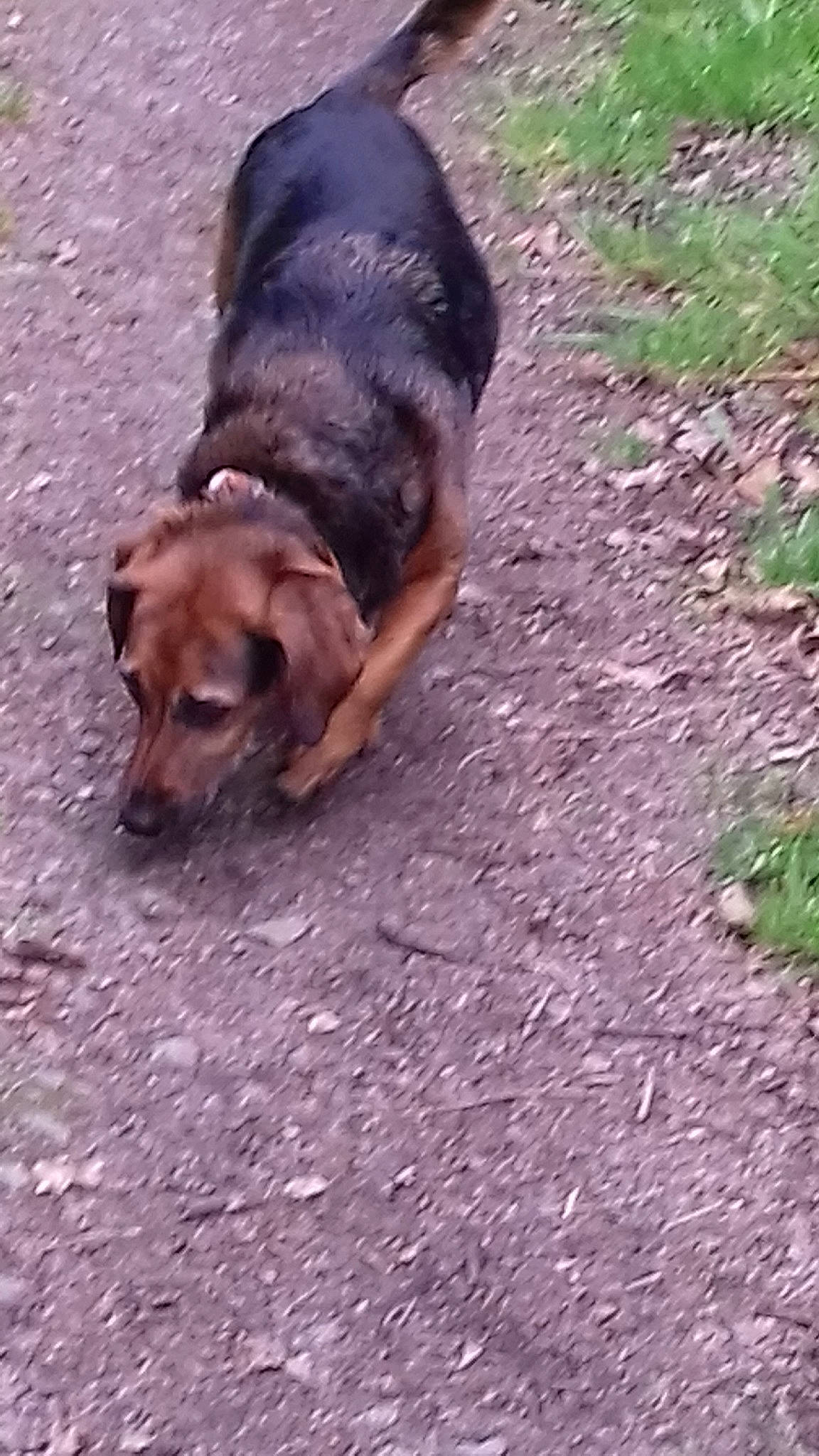 Ena participe au concours pour gagner de l'argent avec cette photo : canidae, carnivore, companion_dog, dog, dog_breed, grass, mammal, snout, sporting_group, street_dog