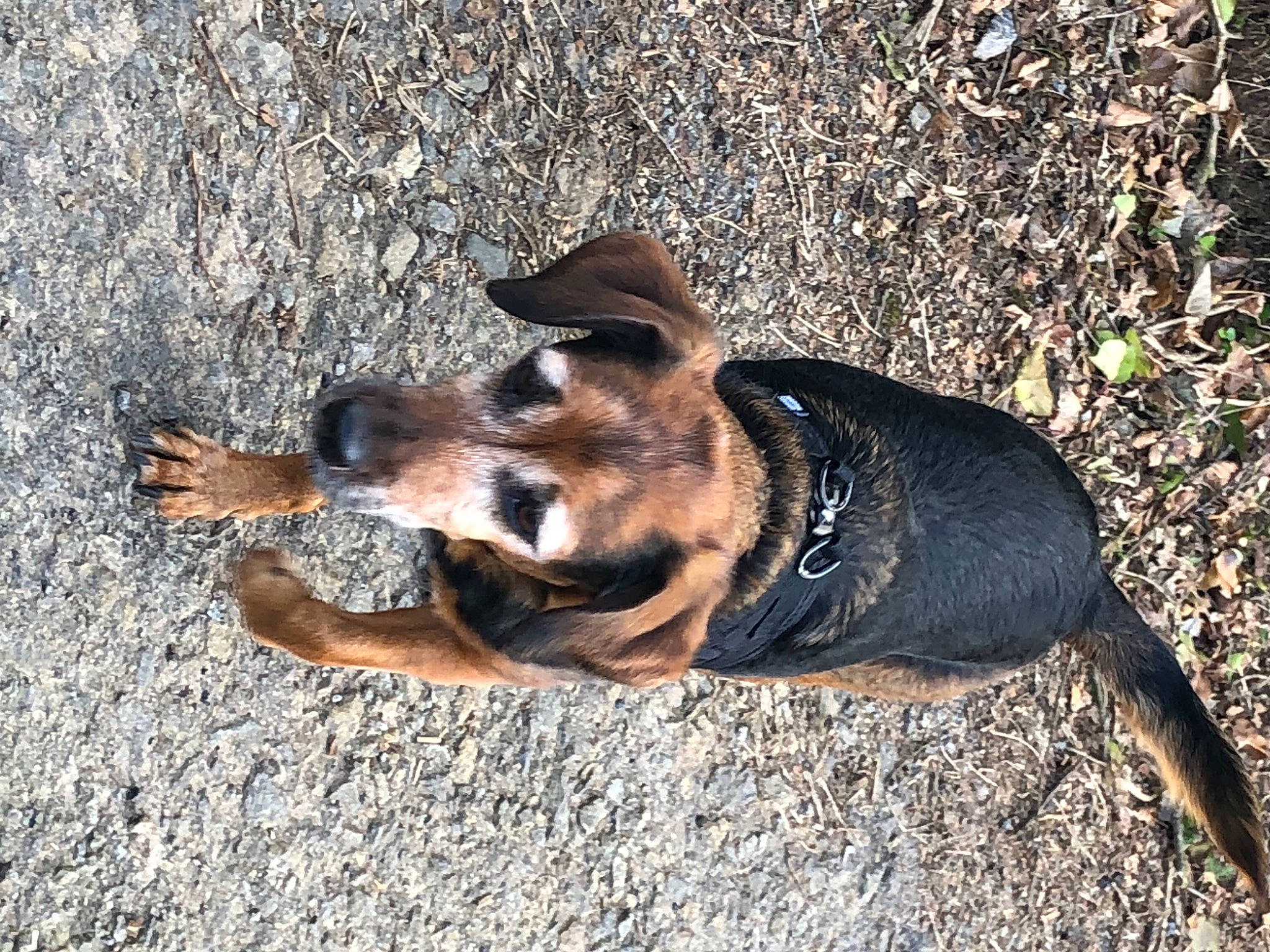 Naya a rejoint le concours — aidez-le/la à gagner de superbes lots ! asphalt, canidae, carnivore, companion_dog, dog, dog_breed, fawn, fur, grass, paw, plant, road_surface, shadow, snout, soil, sporting_group, street_dog, tail, terrestrial_animal, working_animal