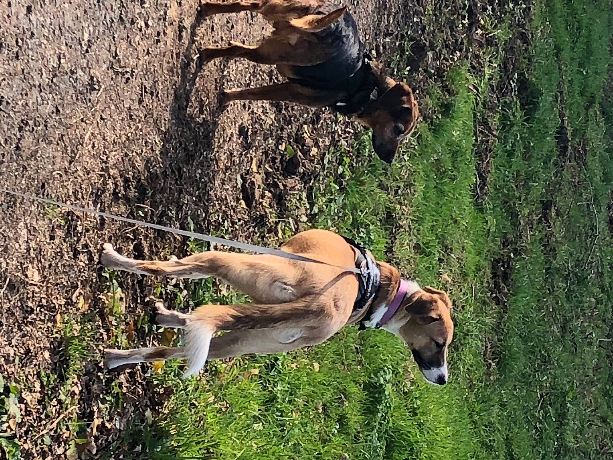 Naya a rejoint le concours — aidez-le/la à gagner de superbes lots ! adventure, canidae, carnivore, companion_dog, dog, dog_breed, fawn, grass, human_leg, mammal, people_in_nature, plant, recreation, snout, sporting_group, tail, terrestrial_animal, tree, wildlife, working_animal