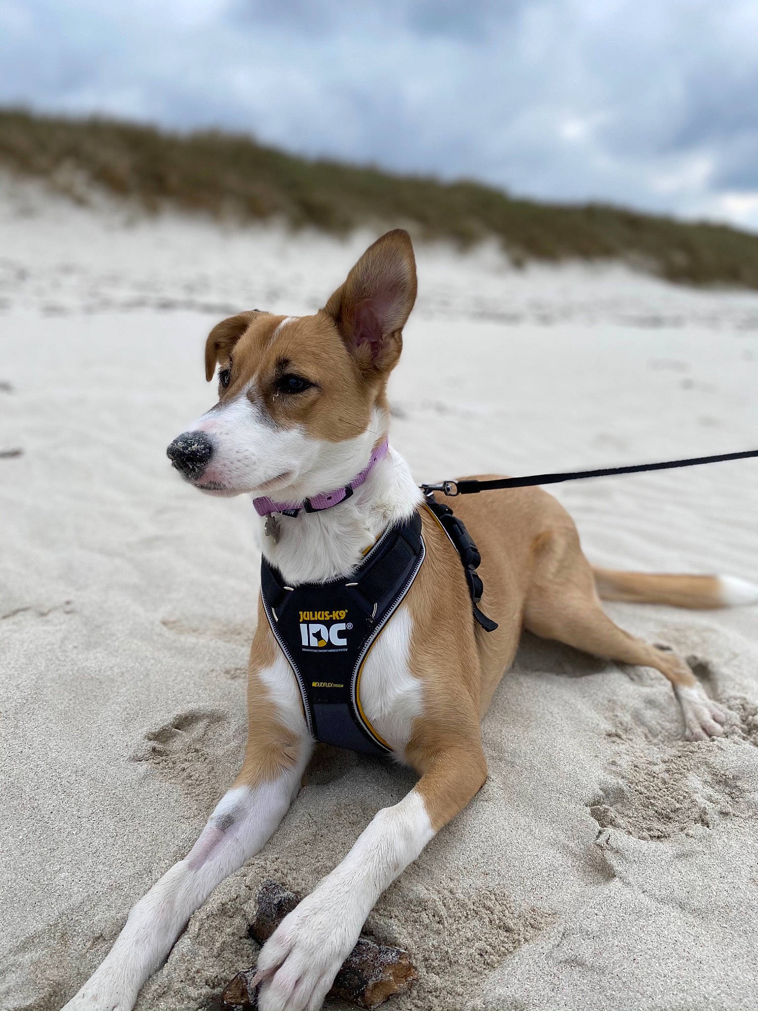 Naya participe au concours pour gagner de l'argent avec cette photo : canidae, carnivore, cloud, collar, companion_dog, dog, dog_breed, dog_clothes, dog_collar, dog_supply, fashion_accessory, fawn, leash, pet_supply, rampur_greyhound, sky, snout, sporting_group, terrier, working_animal