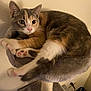 Espurr joined the competition — help win amazing prizes! alert, animal, calico, cat, cozy, cute, ears, feline, fur, household, indoor, paws, perch, pet, pink_paws, resting, soft, tail, wall, whiskers