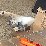 Espurr is registered to the contest to win money with this photo: black_controller, cardboard_box, carpet, cat, collar, curious, floor, furniture, gaming_controller, home, indoor, orange_controller, paw, pet, pink_controller, playful, relaxed, stretching, toy, wooden_table