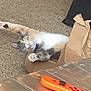 black_controller, cardboard_box, carpet, cat, collar, curious, floor, furniture, gaming_controller, home, indoor, orange_controller, paw, pet, pink_controller, playful, relaxed, stretching, toy, wooden_table