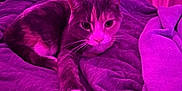 Espurr joined the competition — help win amazing prizes! animal, bed, blanket, cat, cozy, cute, domestic_animal, feline, fur, indoor, paw, pet, purple_lighting, relaxing, resting, sleepy, soft_textile, warm_lighting, whiskers, window