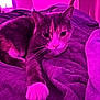 animal, bed, blanket, cat, cozy, cute, domestic_animal, feline, fur, indoor, paw, pet, purple_lighting, relaxing, resting, sleepy, soft_textile, warm_lighting, whiskers, window