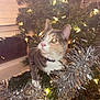 Espurr joined the competition — help win amazing prizes! animal, cat, celebration, christmas_tree, closeup, collar, curious, cute, decorations, ears, festive, greenery, holiday, indoor, lights, pet, shiny, sparkle, tinsel, whiskers