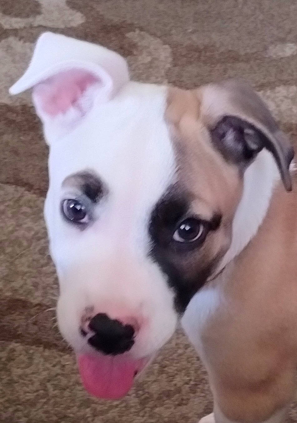 Cujo joined the competition — help win amazing prizes! canidae, carnivore, collar, companion_dog, dog, dog_breed, dog_collar, dog_supply, ear, fawn, fur, head, jaw, non_sporting_group, pet_supply, snout, sporting_group, terrestrial_animal, whiskers, working_animal