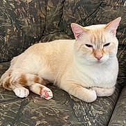 Whiteboy joined the competition — help win amazing prizes! camouflage_pattern, cat, close_up, couch, cream_colored, domestic_animal, ears, feline, fur, indoor, lounging, orange_markings, paw, pet, pink_paw_pads, relaxed, resting, sleepy, tail, whiskers