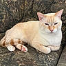 cat, cream_colored, orange_markings, pink_paw_pads, lounging, couch, camouflage_pattern, indoor, pet, feline, relaxed, sleepy, fur, whiskers, ears, tail, paw, close_up, resting, domestic_animal