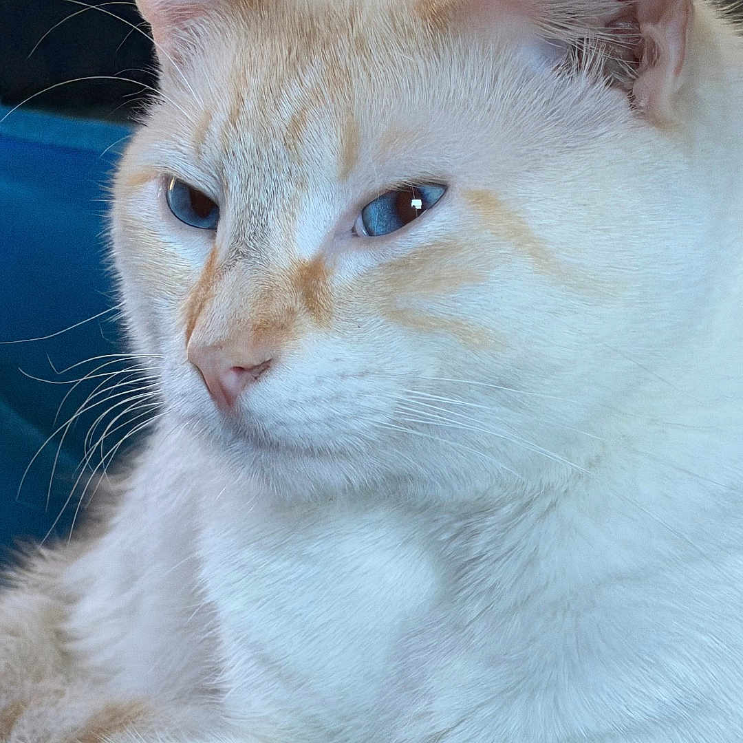 Whiteboy