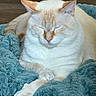 Whiteboy is registered to the contest to win money with this photo: animal, blanket, cat, close_up, cozy, cream_color, cute, domestic_cat, fluffy, fur, indoor, orange_markings, paws, pet, relaxed, resting, sleeping, soft_texture, teal, whiskers