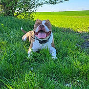 Rubis participe au concours pour gagner de l'argent avec cette photo : animal, blue_sky, canine, collar, daylight, dog, field, grass, greenery, happy, mammal, nature, outdoor, pets, playful, relaxing, smiling, sunny, tongue_out, tree