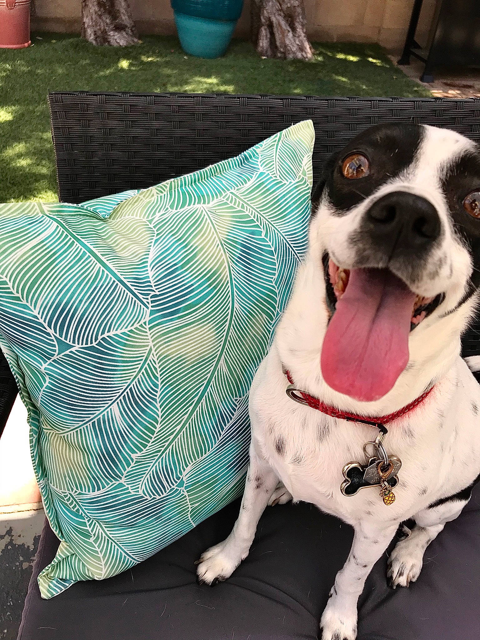 Navi joined the competition — help win amazing prizes! american_bulldog, american_pit_bull_terrier, american_staffordshire_terrier, boston_terrier, canidae, carnivore, cushion, dog, dog_breed, french_bulldog, furniture, green, linens, non_sporting_group, pillow, pit_bull, snout, sporting_group, table