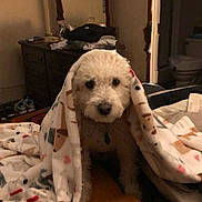 Emma is registered to the contest to win money with this photo: animal, bed, blanket, canine, clothing, dog, face, footwear, furniture, head, indoors, person, pet, photography, poodle, portrait, puppy, shoe, smokepipe, whitedog