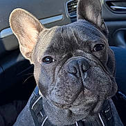 Charly participe au concours pour gagner de l'argent avec cette photo : accessories, animal, belt, boxer, bulldog, canine, dog, frenchbulldog, pet, pitbull, puppy, snout