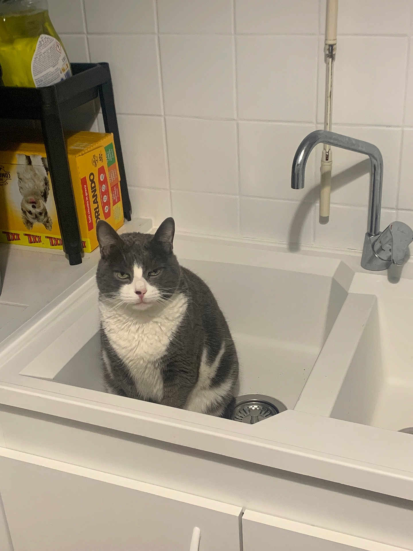 Chipie a rejoint le concours — aidez-le/la à gagner de superbes lots ! cat, sink, kitchen, grey_cat, white_cat, faucet, tile_wall, household_items, box, shelf, pet, indoor, domestic, animal, furniture, countertop, appliance, still_life, portrait, resting