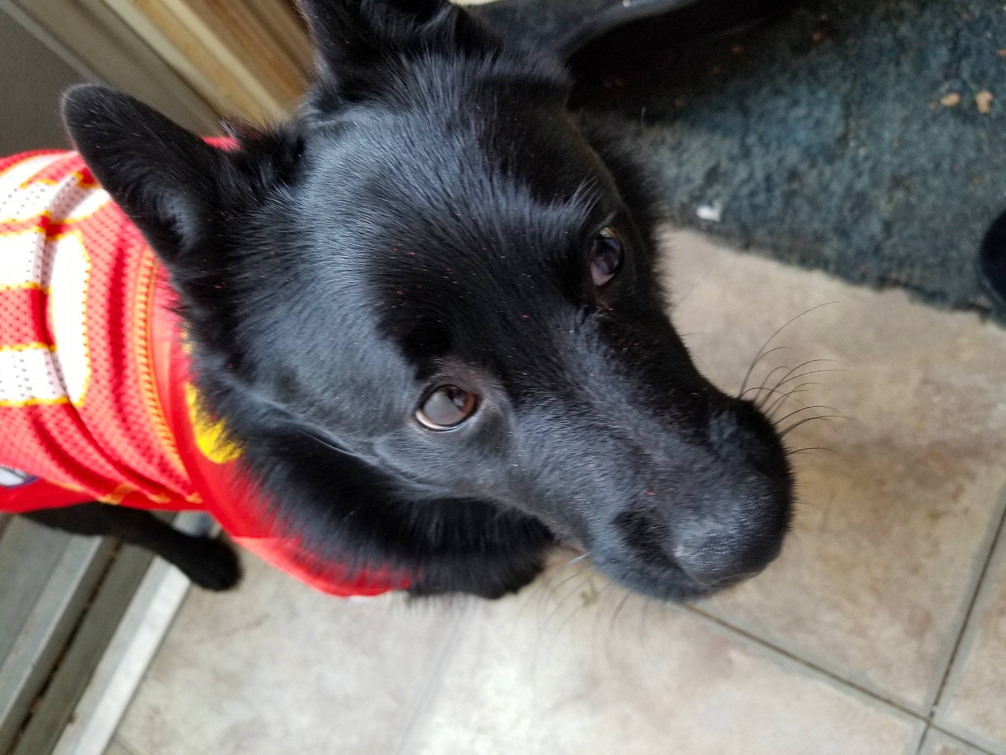 Danny Boy is registered to the contest to win money with this photo: borador, canidae, carmine, carnivore, collar, companion_dog, dog, dog_breed, dog_collar, dog_supply, felidae, fur, non_sporting_group, paw, pet_supply, sporting_group, tail, whiskers, working_animal