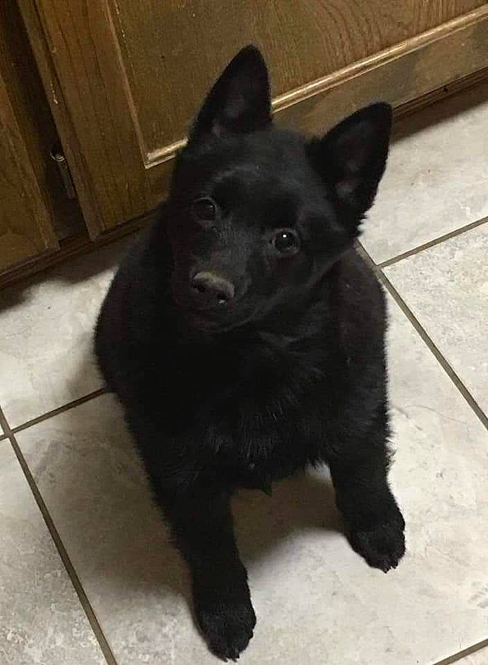 Danny Boy joined the competition — help win amazing prizes! black_norwegian_elkhound, borador, canidae, carnivore, companion_dog, dog, dog_breed, door, felidae, flooring, fur, hardwood, non_sporting_group, sporting_group, tail, terrestrial_animal, whiskers, wood, working_animal, working_dog