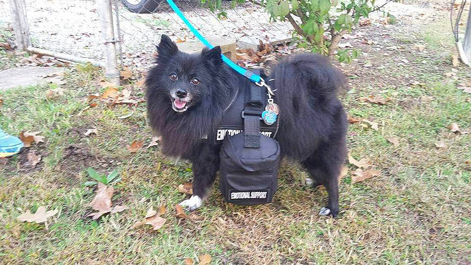 Appollo joined the competition — help win amazing prizes! black_norwegian_elkhound, canidae, carnivore, collar, companion_dog, dog, dog_breed, dog_supply, german_spitz, german_spitz_klein, german_spitz_mittel, grass, herding_dog, plant, schipperke, spitz, sporting_group, tail, working_animal, working_dog