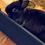 Réglisse participe au concours pour gagner de l'argent avec cette photo : domestic_rabbit, fawn, hare, rabbit, rabbits_and_hares, skin, snout, wood_rabbit