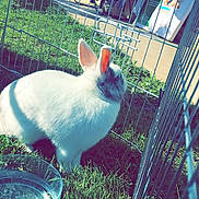 Twiix a rejoint le concours — aidez-le/la à gagner de superbes lots ! cage, domestic_rabbit, ear, easter_bunny, fawn, grass, hare, organism, plant, rabbit, rabbits_and_hares, sky, tail, whiskers, wildlife