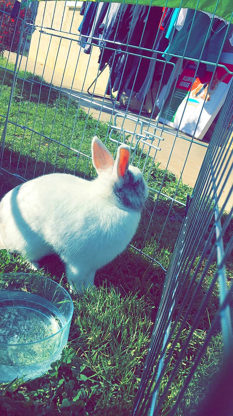 Twiix a rejoint le concours — aidez-le/la à gagner de superbes lots ! cage, domestic_rabbit, ear, easter_bunny, fawn, grass, hare, organism, plant, rabbit, rabbits_and_hares, sky, tail, whiskers, wildlife
