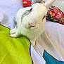 Twiix participe au concours pour gagner de l'argent avec cette photo : cat, domestic_rabbit, rabbit, rabits_and_hares, skin, snout, whiskers