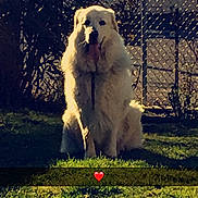 Max a rejoint le concours — aidez-le/la à gagner de superbes lots ! akbash_dog, canidae, carnivore, companion_dog, dog, dog_breed, golden_retriever, grass, great_pyrenees, kuvasz, livestock_guardian_dog, mammal, maremma_sheepdog, polish_tatra_sheepdog, retriever, sky, slovak_cuvac, sporting_group, tennis_ball, vertebrate