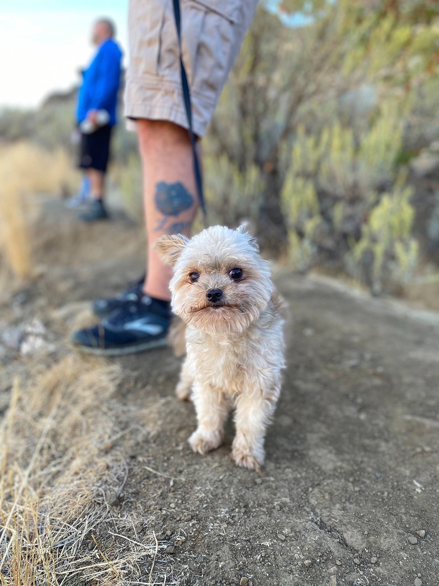 Ozzy is registered to the contest to win money with this photo: asphalt, carnivore, companion_dog, dog, dog_breed, dog_clothes, dog_collar, dog_walking, fawn, fur, grass, leash, shorts, small_terrier, snout, soil, sunglasses, t_shirt, terrier, toy_dog